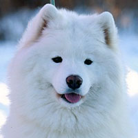 Belyi Volk Bonita Bonbon | Samoyed 