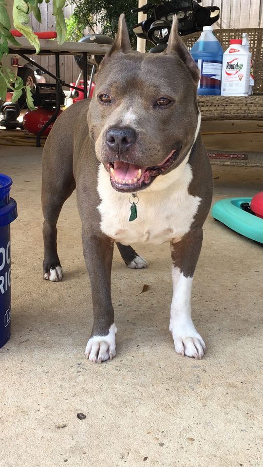 Nobles Loyal Mordecai | American Staffordshire Terrier 