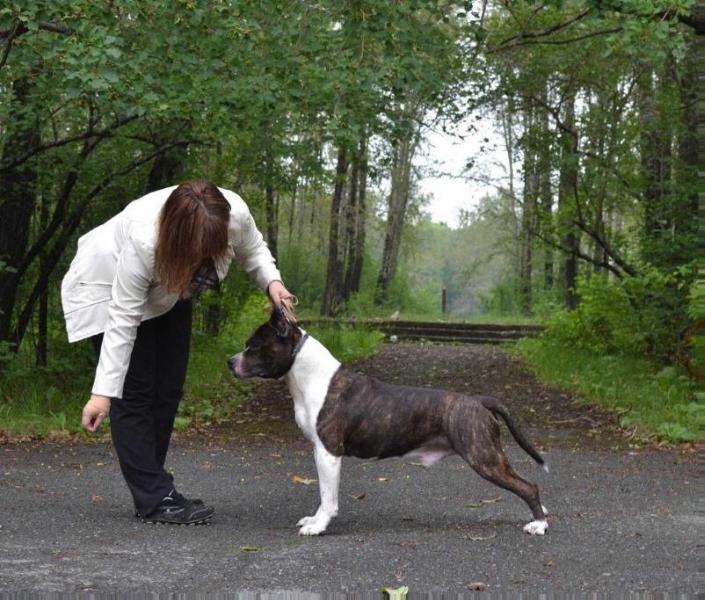 Nasledny Prince Tumannogo Albiona | American Staffordshire Terrier 
