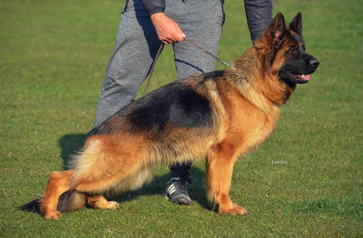 Talitha vom Fanino | German Shepherd Dog 