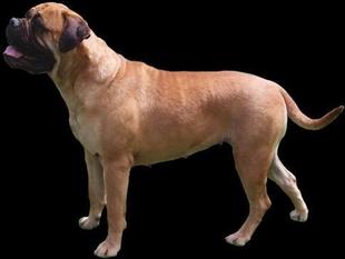 Kugel Brav Nancy Wake | Bullmastiff 