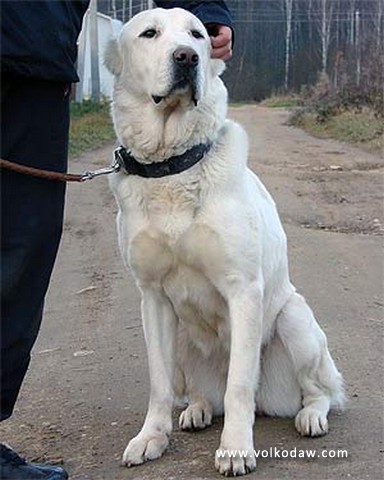 Kara-Kele Pek | Central Asian Shepherd Dog 