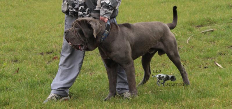 Leggenda Khersones Calderone (Luca II) | Neapolitan Mastiff 