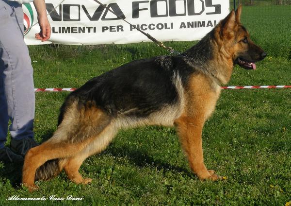Yava di Casa Dani | German Shepherd Dog 