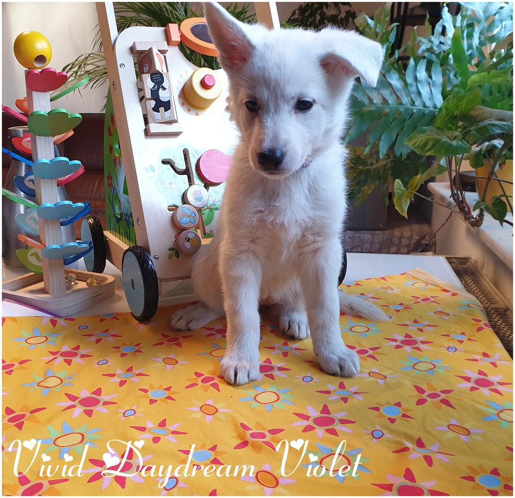 Vivid Daydreams Violet | White Swiss Shepherd Dog 