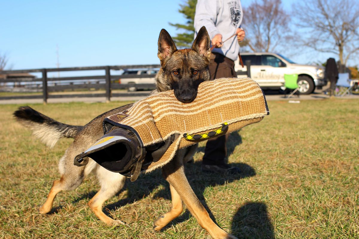 Luna Felder Haus | German Shepherd Dog 