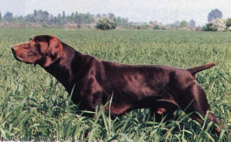 Alto du Clos de la Luenaz | German Shorthaired Pointer 