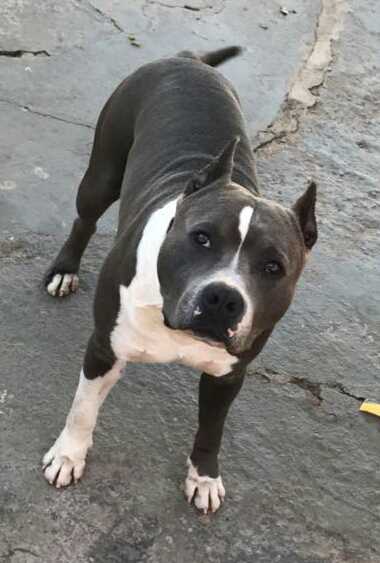Ragnar Lodbrok Amstaff Bantim | American Staffordshire Terrier 