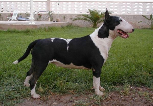 Warrior's emily at Guerra | Bull Terrier 