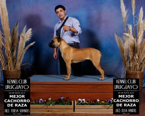 CAMIA DEL PALERMO STAR | Bullmastiff 