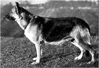 Gerda von der Hohen Fichte | German Shepherd Dog 