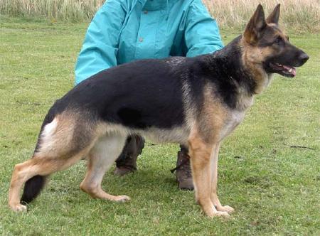 Satoris Znilde | German Shepherd Dog 