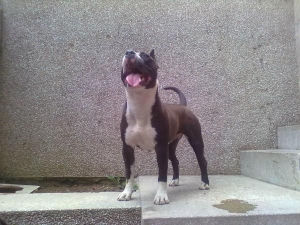 Havana Goldenwings 07 | American Staffordshire Terrier 