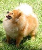 M-J's Cinnamon Twist | Pomeranian 