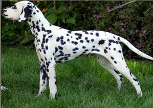 Aberdeen's BC Aria | Dalmatian 