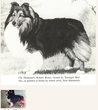 Diamond's Robert Bruce | Shetland Sheepdog 