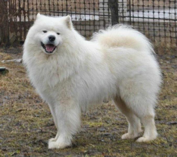 Belyi Volk Dexter Anno Domini | Samoyed 