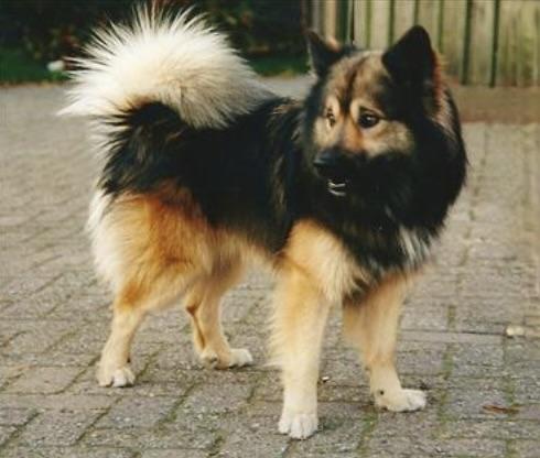 Bordi | Icelandic Sheepdog 