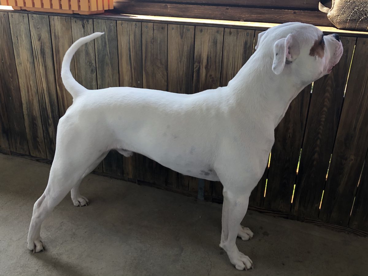 WhiteCrazyBulls Diesel | American Bulldog 