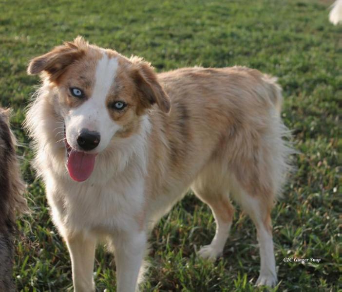 C2C GingerSnap | Border Collie 