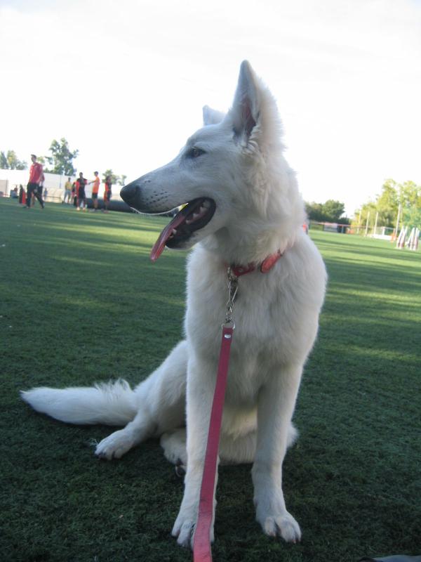 Biancaneve de real del ocejon | White Swiss Shepherd Dog 