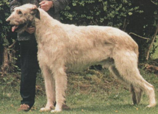 Killykeen Ian Lyons | Irish Wolfhound 