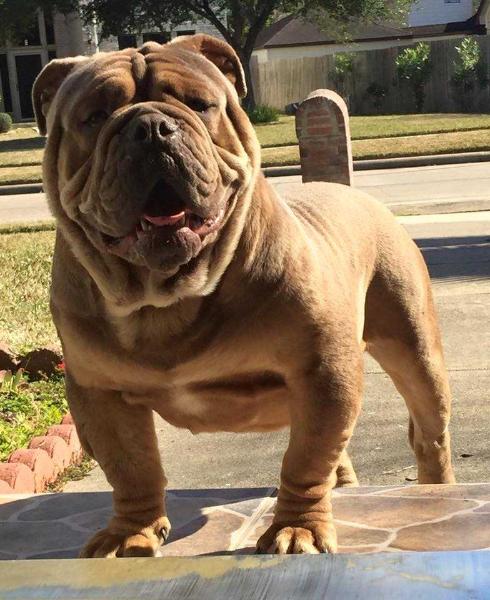 Vo's Lambor | Olde English Bulldogge 