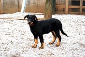 Dita z Babanovho vrska | Beauceron 