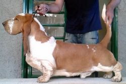 Park Melody Samba Rock | Basset Hound 