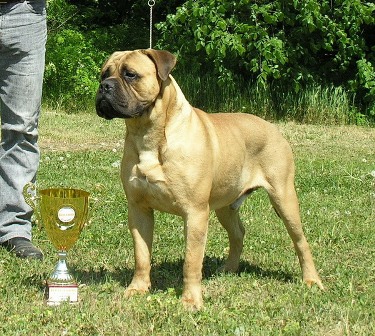 Merignac Aruba | Bullmastiff 