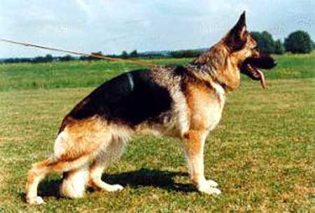 Dasy von der hohen Erle | German Shepherd Dog 