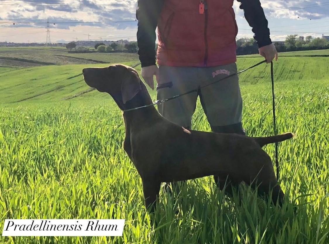 Pradellinensis Rhum | German Shorthaired Pointer 