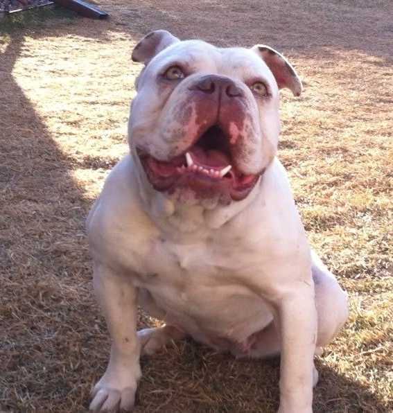 Vahalla's Sugar | Olde English Bulldogge 