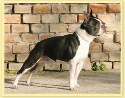 Bentley Of Arbor Manor | Boston Terrier 