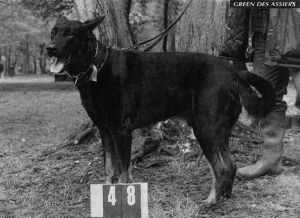 Green des Assiers | Beauceron 