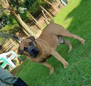 Elevation Kasper | African Boerboel 