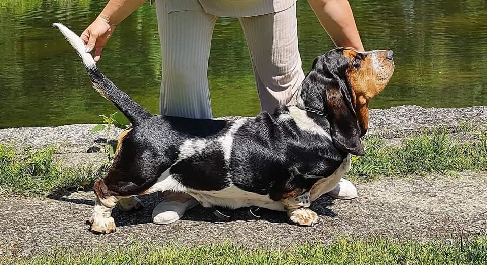 Colonello Di Casa Dal Pino | Basset Hound 