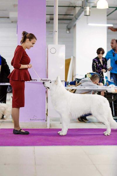 Beatrice dogst Ataman Iz beloy brigady | White Swiss Shepherd Dog 