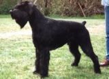 Jonny Walker v Frankenfurt | Giant Schnauzer 