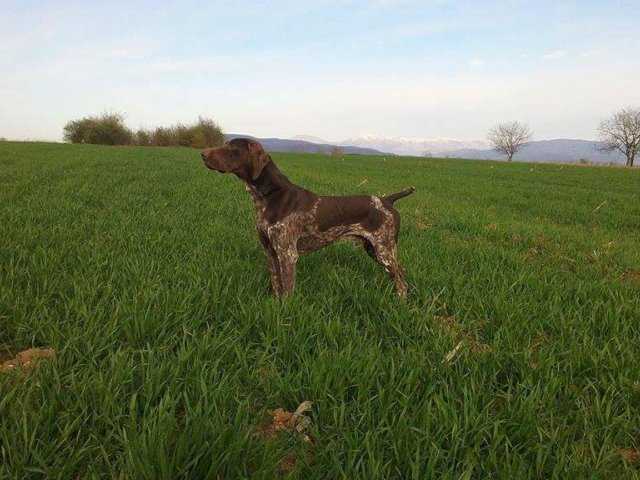 Kent of Rajkovic | German Shorthaired Pointer 