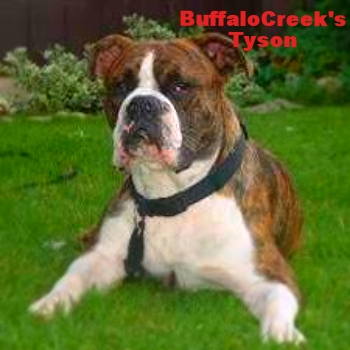 BuffaloCreek's Tyson,AB-Pitbull-EB | Olde English Bulldogge 