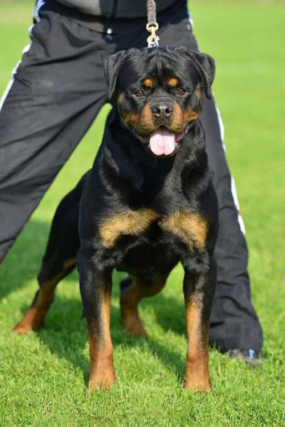 Packer vom Wissmannplatz at Gujral | Rottweiler 