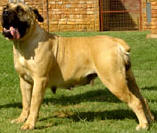 Gretchen Saranti | African Boerboel 