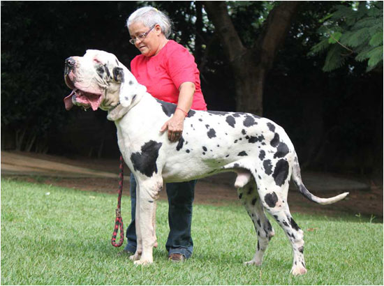 GOLIAS APFELSTRUDEL DA FAZENDA ARUANDA | Great Dane 