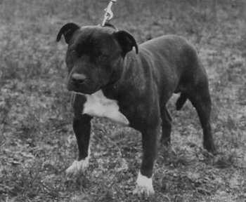 Lydes Magnus | Staffordshire Bull Terrier 