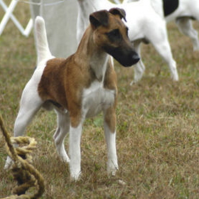 Springhill Hi-Society Himself | Smooth Fox Terrier 