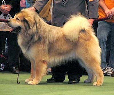 Timberline Barni Drakyl | Tibetan Mastiff 