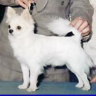 KAYCEE-WILL-CM SIR ARTHUR | Chihuahua 