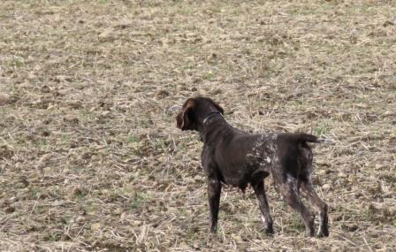 Colyne du Marais de Saintonge | German Shorthaired Pointer 