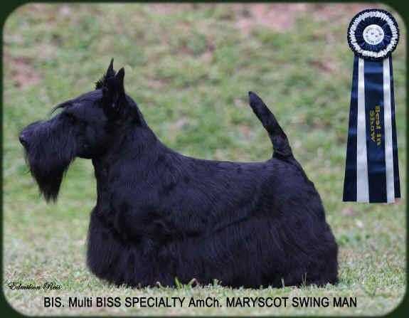 Maryscot Swing Man | Scottish Terrier 